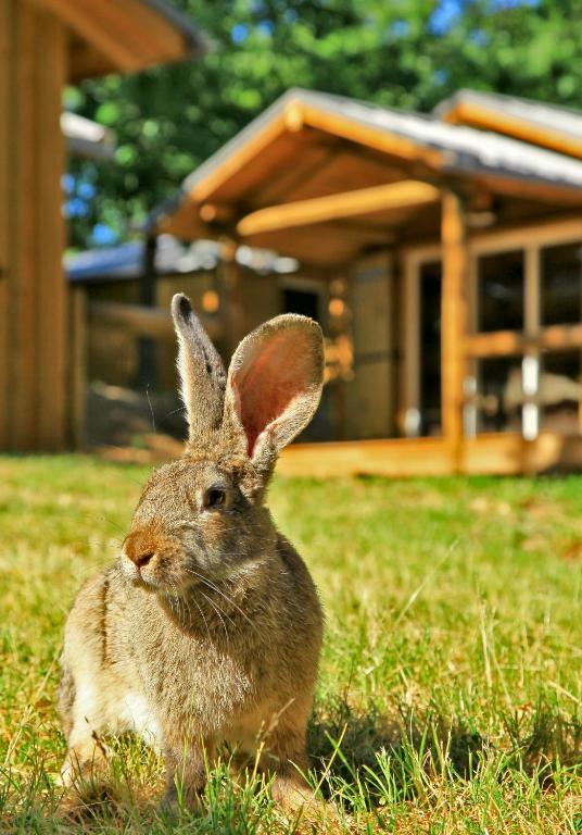 Albirondack Camping Lodge & Spa Szoba fotó